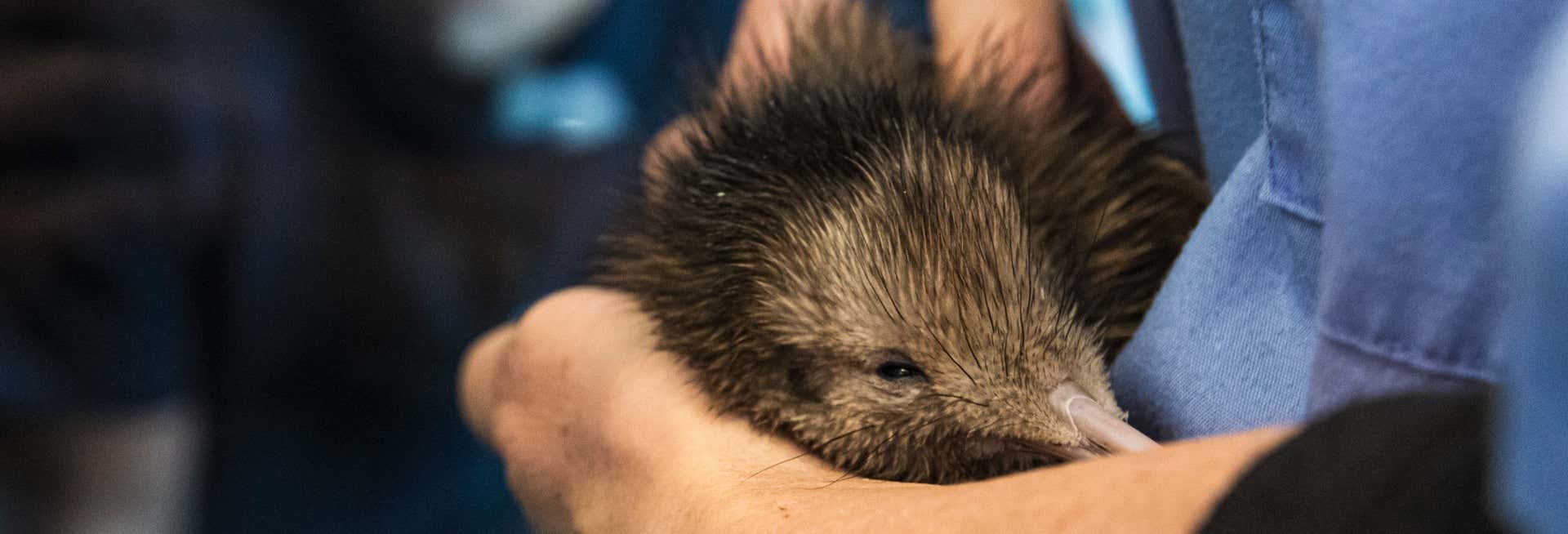 Visita dell'Incubatoio Nazionale di Kiwi