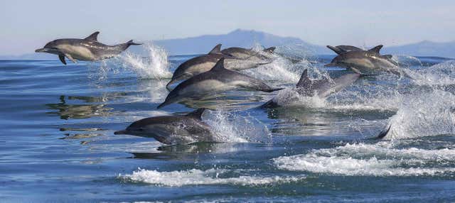 Avvistamento di delfini a Tauranga