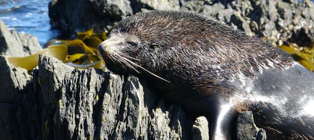 Tour della costa di Wellington in 4x4 + Avvistamento di foche