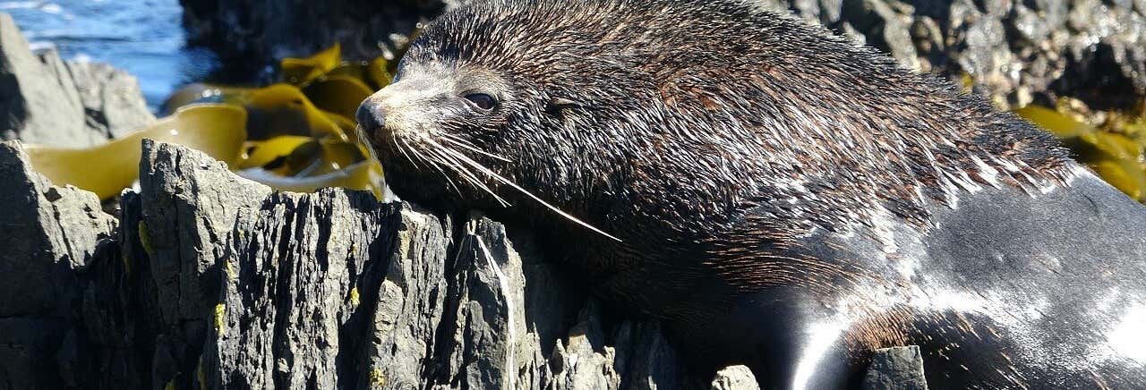 Tour della costa di Wellington in 4x4 + Avvistamento di foche