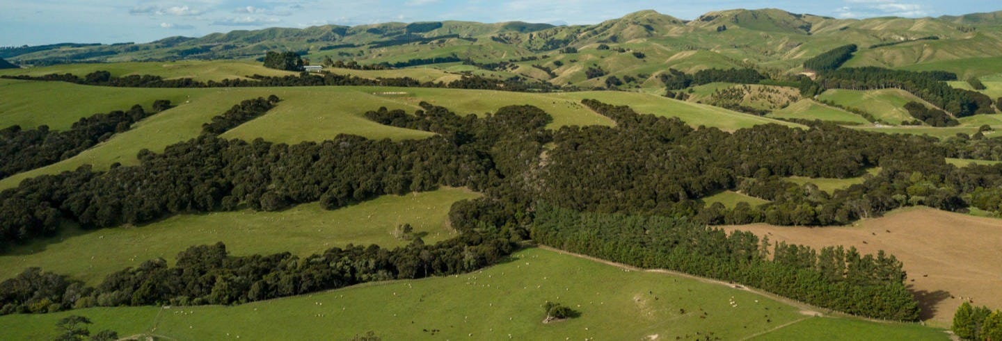 Martinborough Winery Half Day Tour