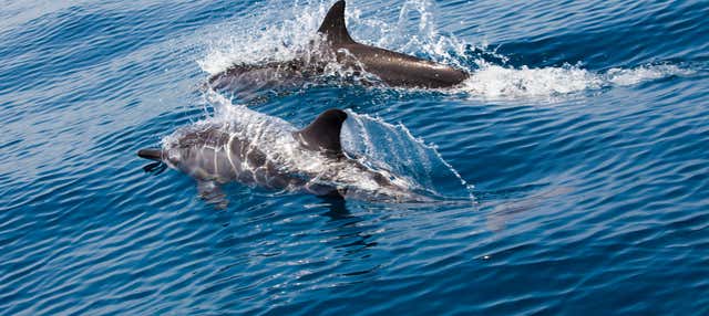 Avvistamento di delfini a Mascate