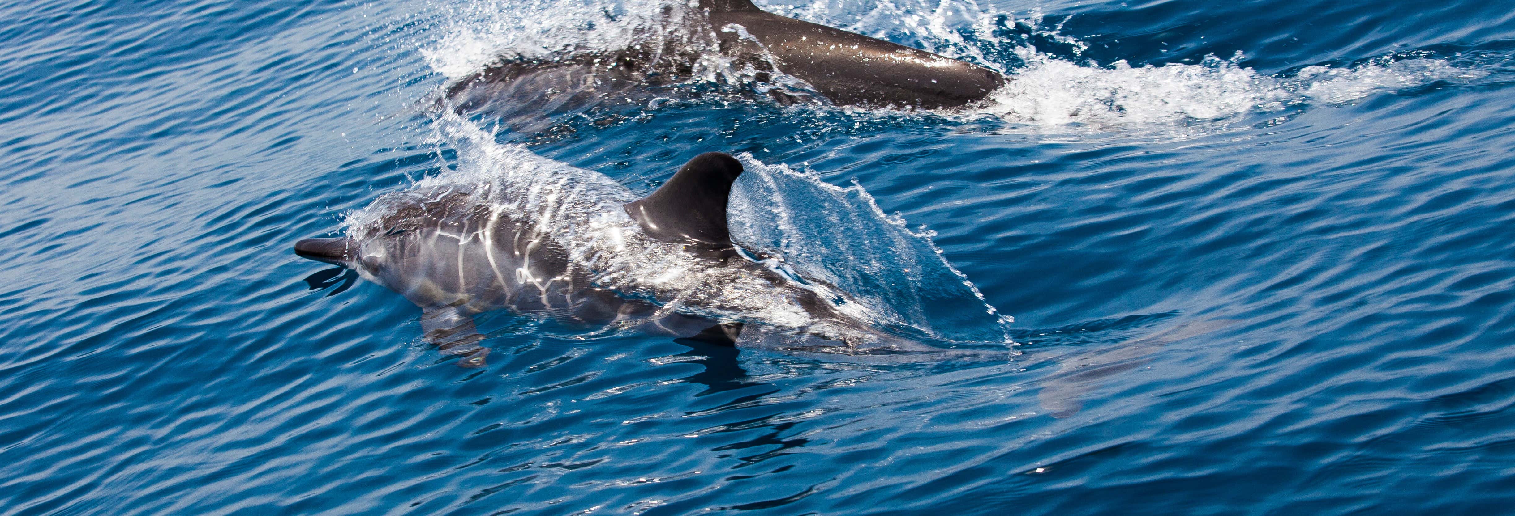 Avvistamento di delfini a Mascate