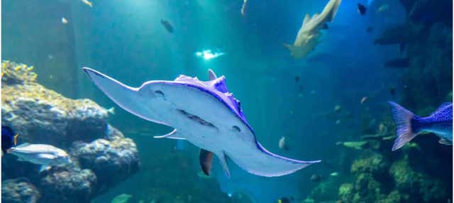 Biglietti per l'Acquario dell'Oman