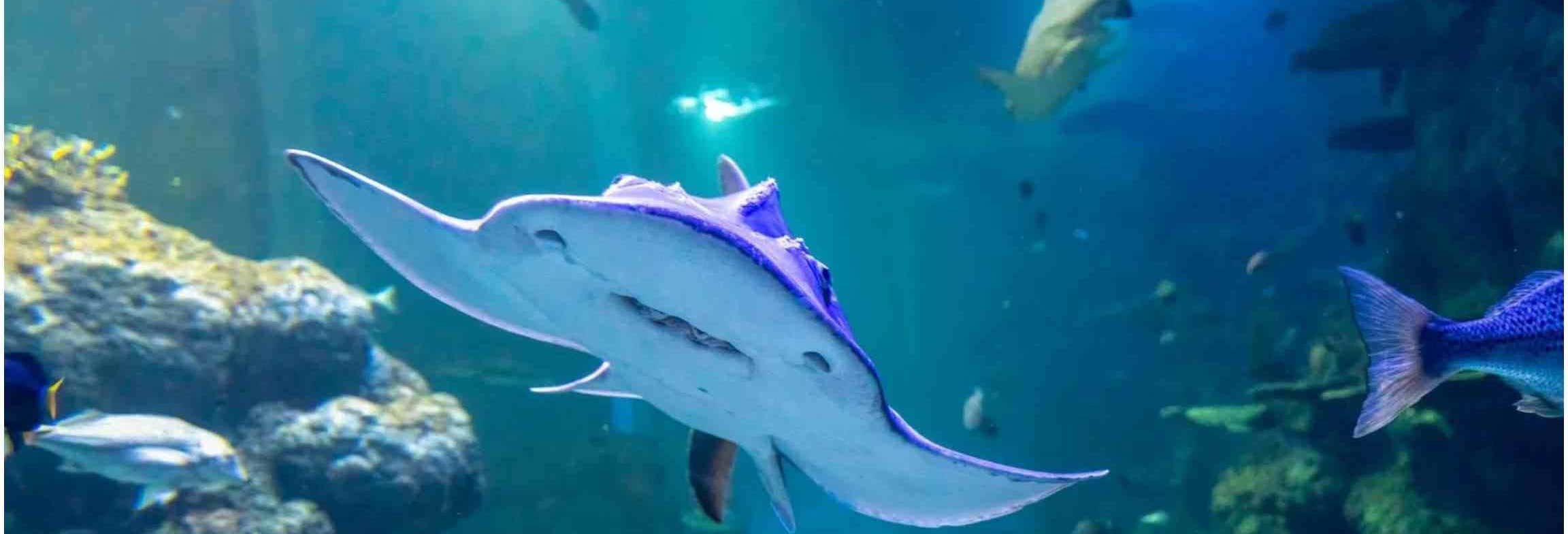 Biglietti per l'Acquario dell'Oman
