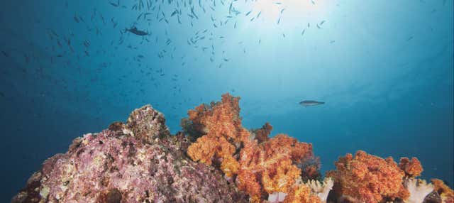 Immersione alle isole Daymaniyat​