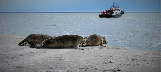 Crociera nel Mare dei Wadden e avvistamento di foche