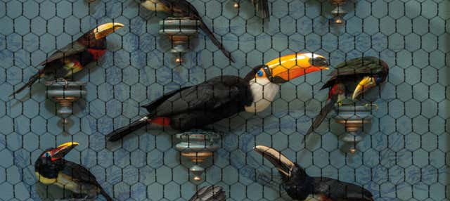 Biglietti per l'Art Zoo Museum con audioguida