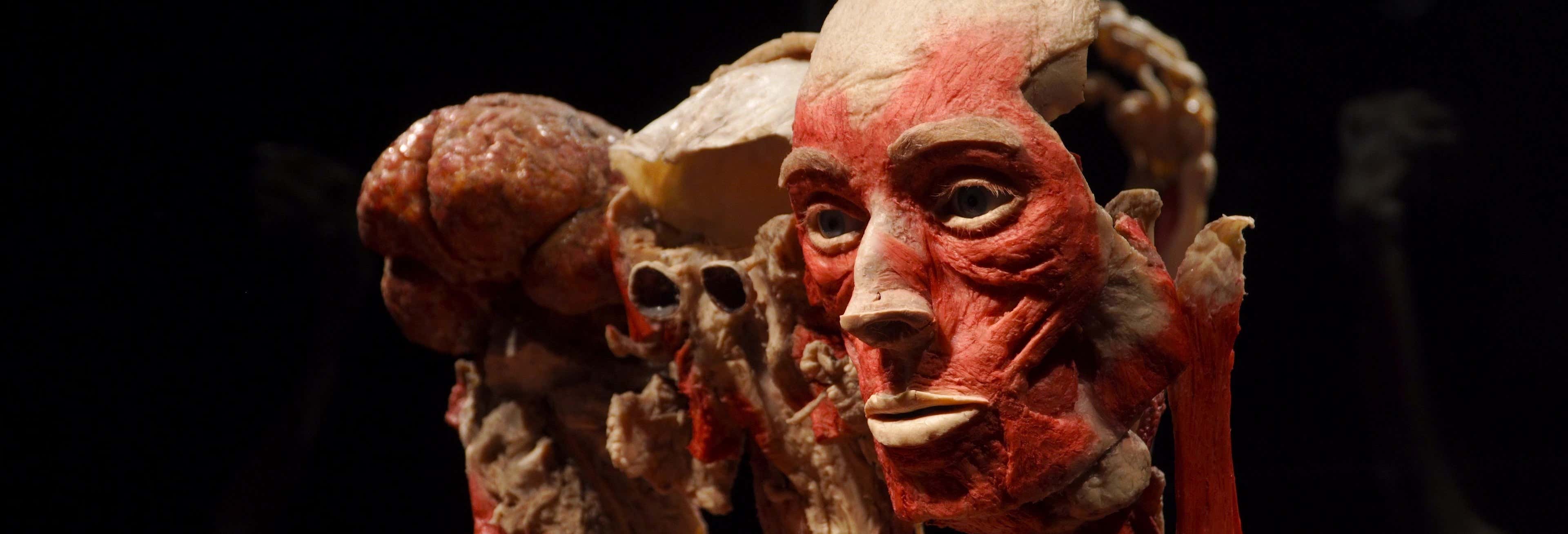 Biglietti per Body Worlds