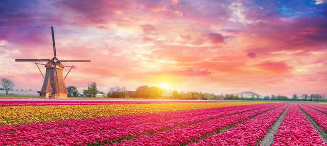 Escursione a Keukenhof + Tulip Experience Amsterdam