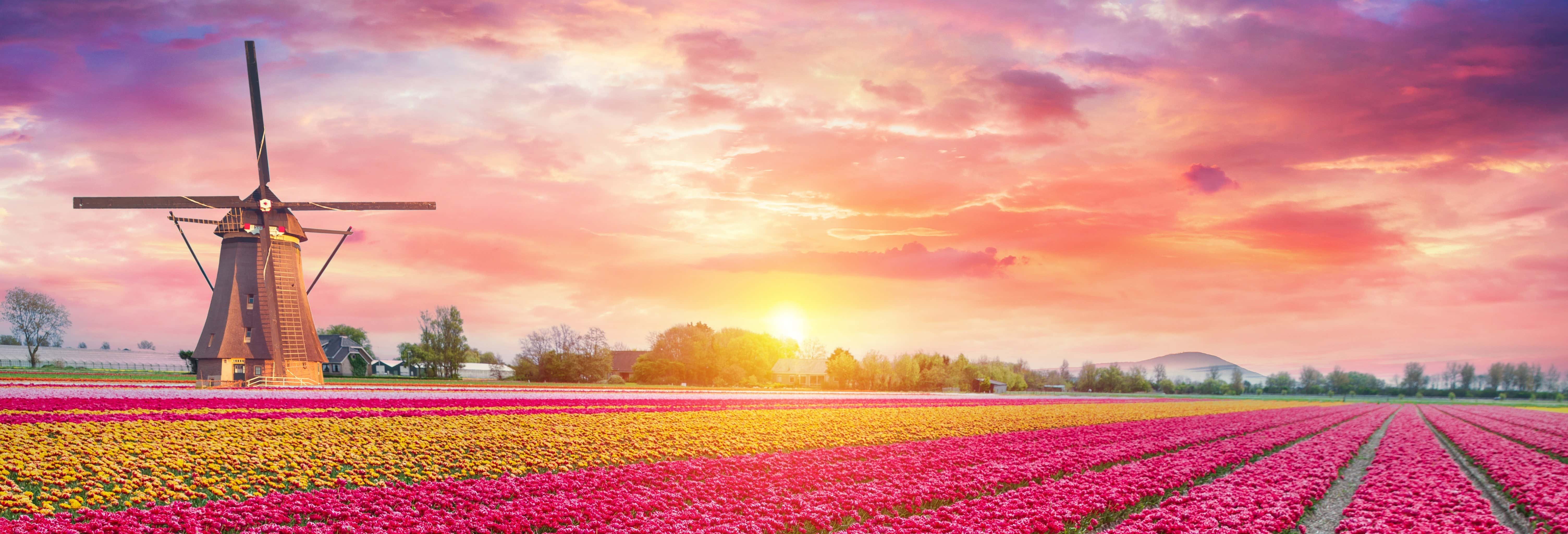 Escursione a Keukenhof + Tulip Experience Amsterdam