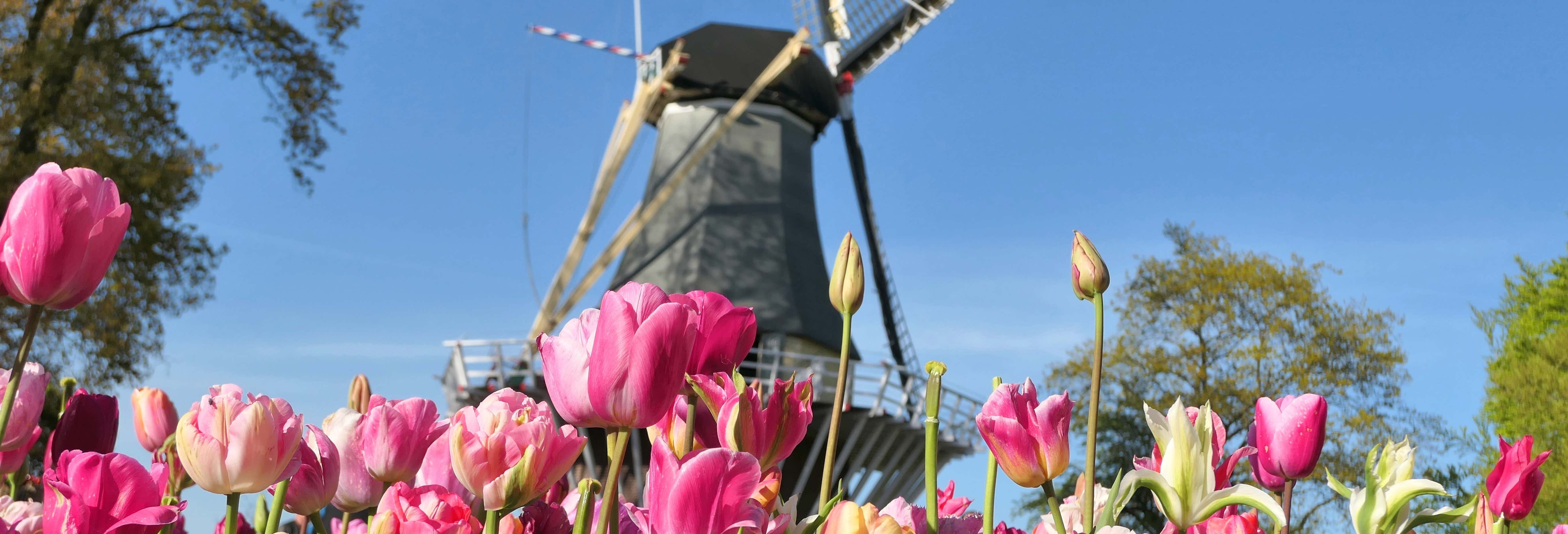 Escursione a Keukenhof e Zaanse Schans