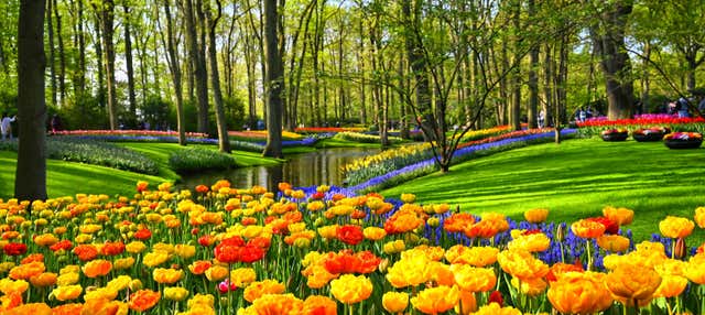 Trasporto e biglietti per Keukenhof + Giro in barca ai mulini dei laghi Kaag