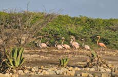 Flamingo Spotting + Snorkeling in Bonaire