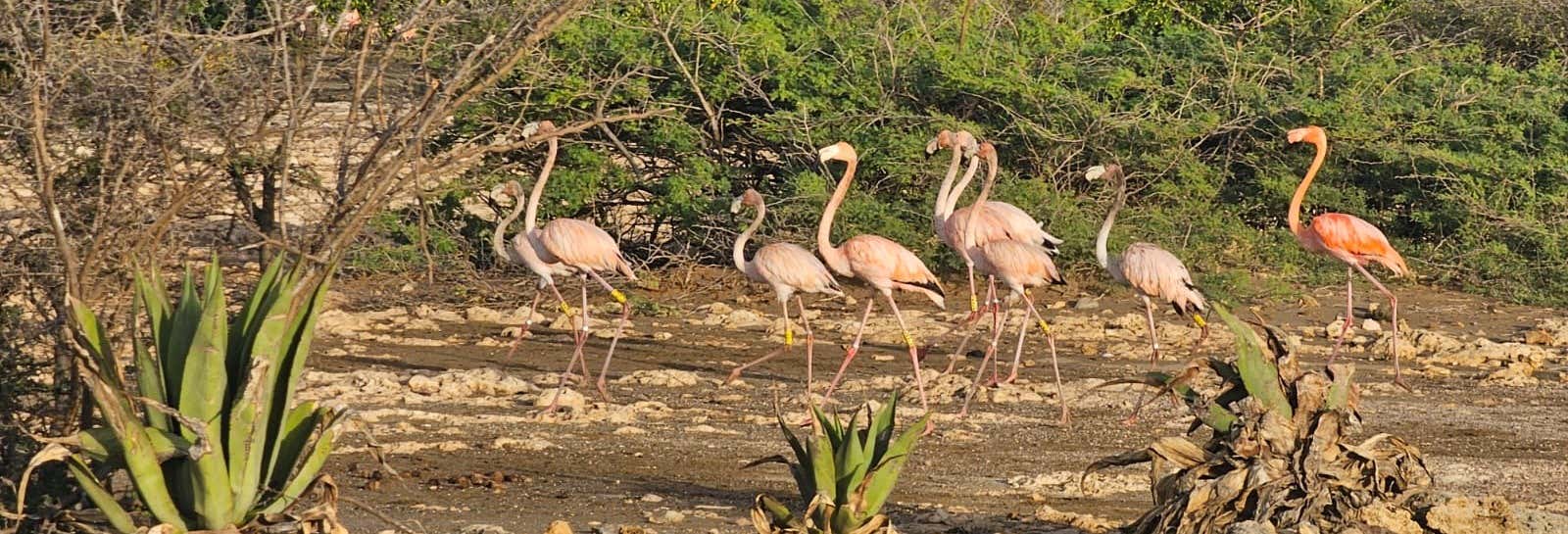 Avvistamento di fenicotteri + Snorkeling a Bonaire