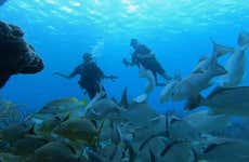 Bonaire Beginner Scuba Diving