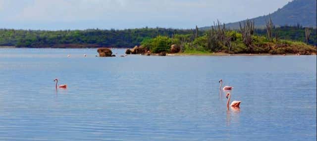 Tour privato del nord di Bonaire