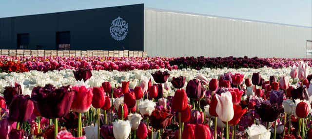 Biglietti per Tulip Experience Amsterdam