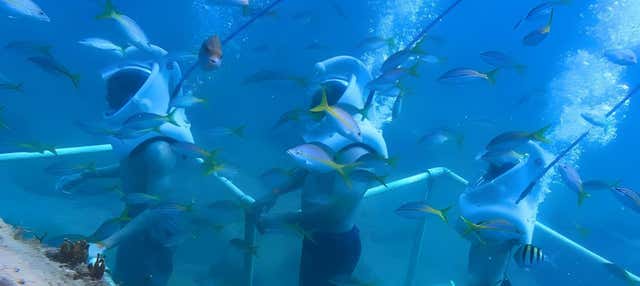 Snorkeling e Sea Trek a Phillipsburg