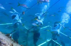 Snorkel e Sea Trek em Phillipsburg