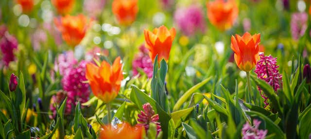 Autobus per Keukenhof con biglietti