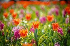 Bus to Keukenhof + Ticket