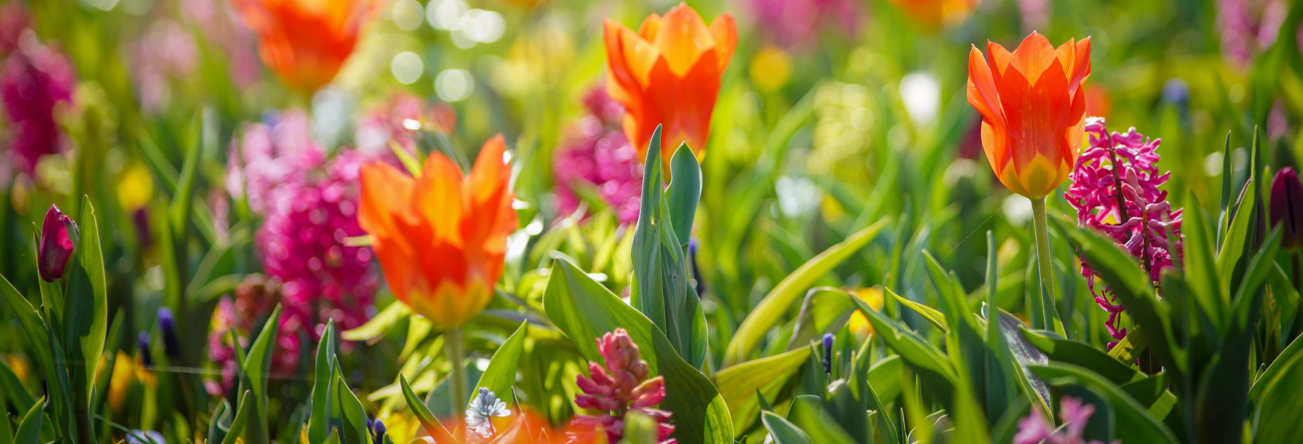 Autobus per Keukenhof con biglietti