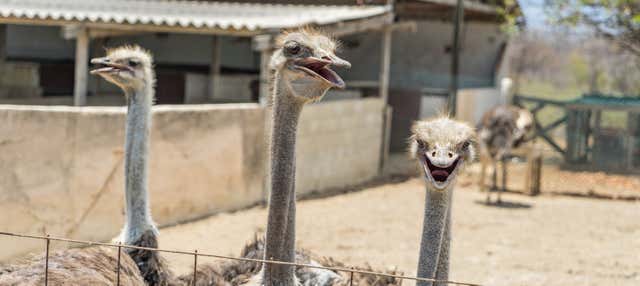 Visita alla Curaçao Ostrich Farm