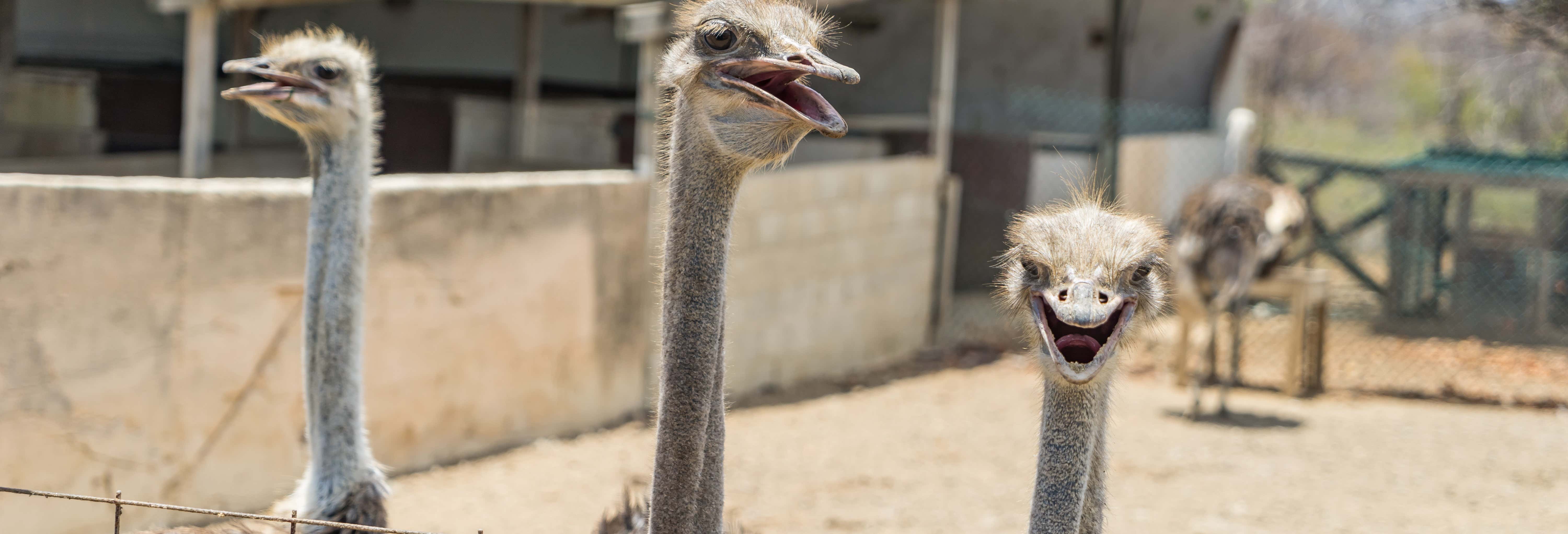Visita alla Curaçao Ostrich Farm