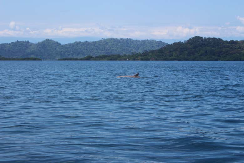 Imagen 5