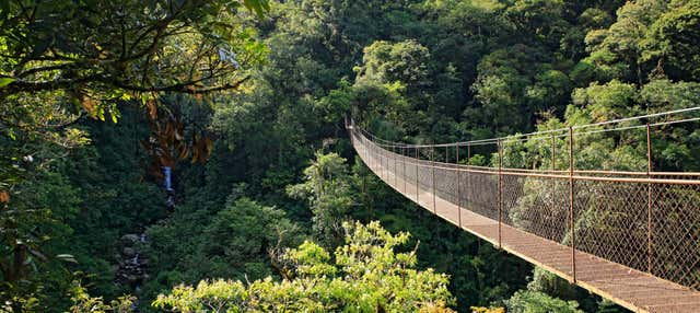 Biglietti per il parco avventura Tree Trek Boquete + Attività