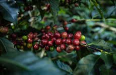 Boquete Coffee Tour