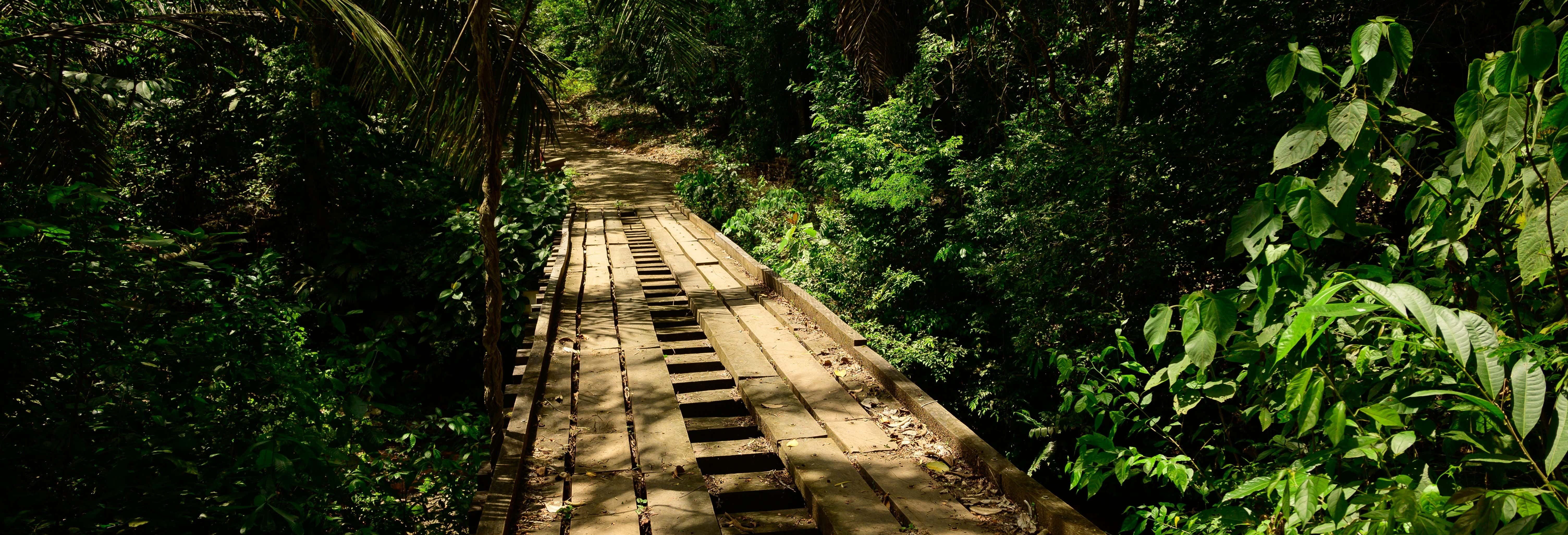Birdwatching al Pipeline Trail di Gamboa