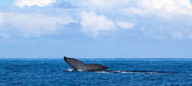 Whale watching nell'arcipelago di Las Perlas