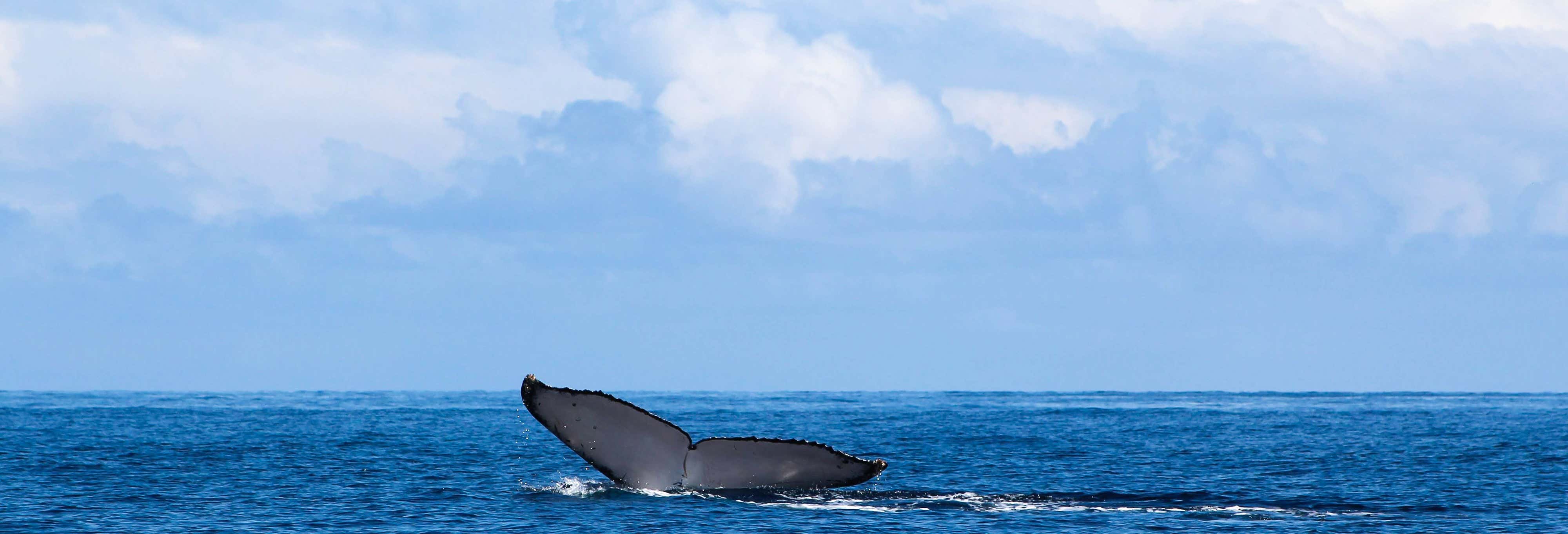Avistamento de cetáceos no arquipélago das Ilhas Pérola