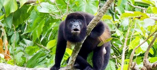 Escursione al Canale di Panama e all'isola di Monos