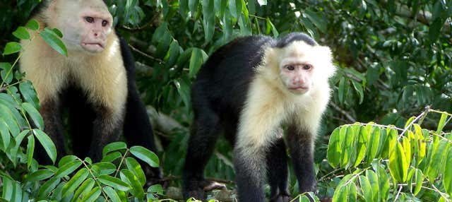 Escursione al Lago di Gatún e all'isola di Monos