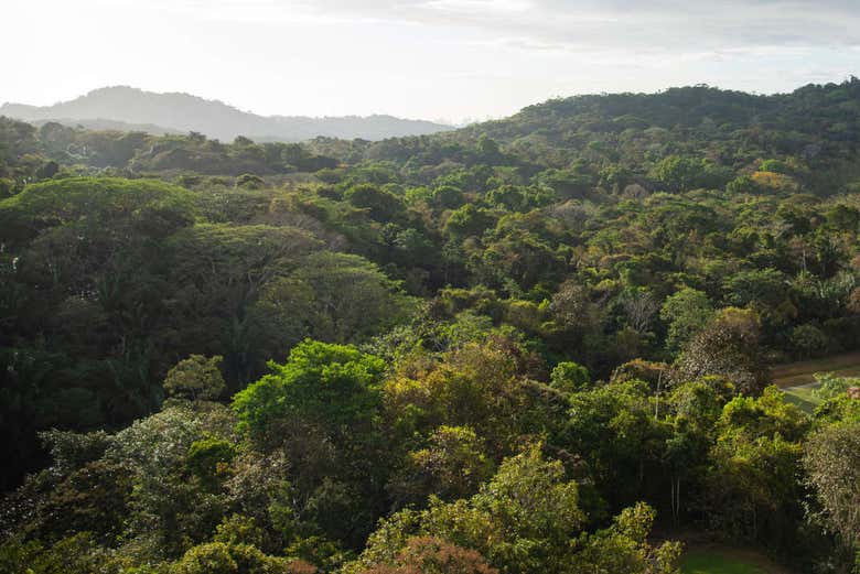 Immerse yourself in Panamanian nature! - Immerse yourself in Panamanian nature!