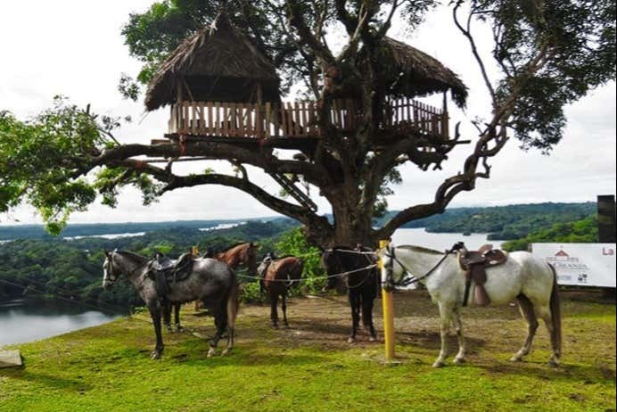 The horses nest to the lake - The horses nest to the lake