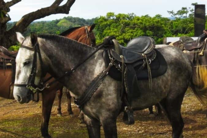 The horses used on the tour - The horses used on the tour