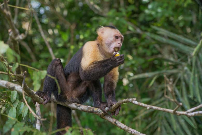 Monkey on Isla Monos - Monkey on Isla Monos