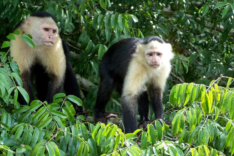 Observing the monkeys - Observing the monkeys
