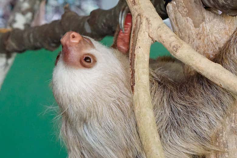 Learn all about these adorable animals - Learn all about these adorable animals