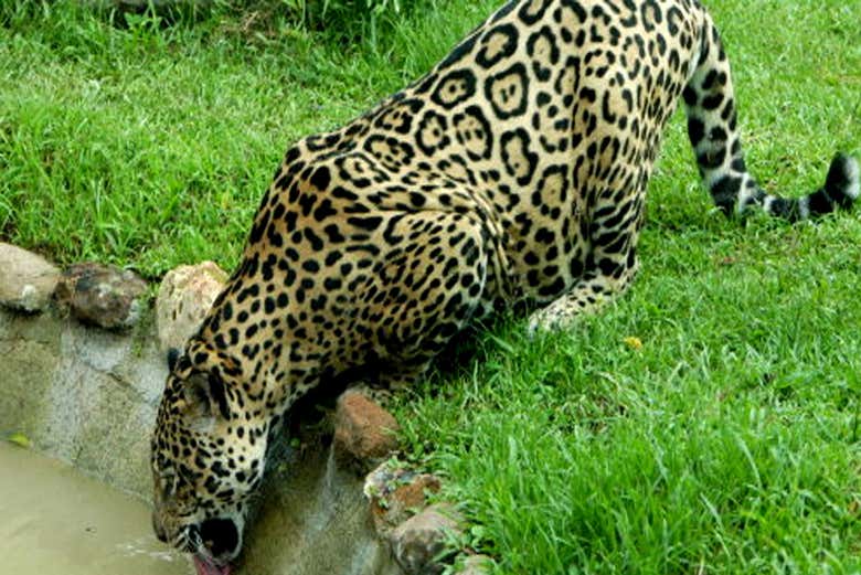 Imagen 2
