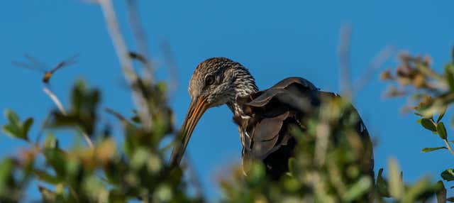 Birdwatching da Asunción
