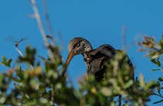 Birdwatching Tour from Asunción