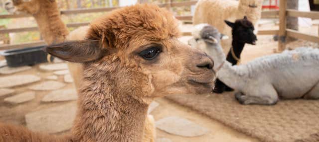 Tour di Arequipa + Mundo Alpaca
