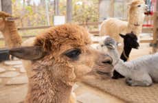 Tour por Arequipa + Mundo Alpaca