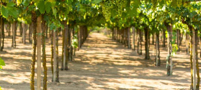 Tour del pisco e del vino nella Valle di Majes