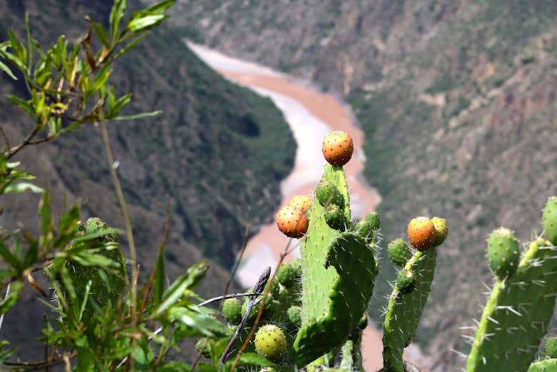 Imagen 6